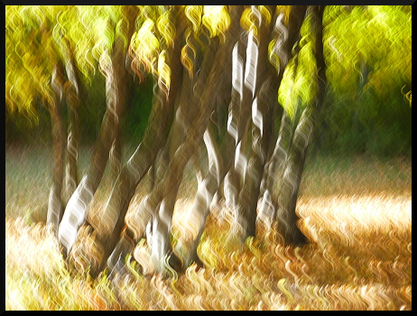 Arbres flous au Parc de Charance (Gap)