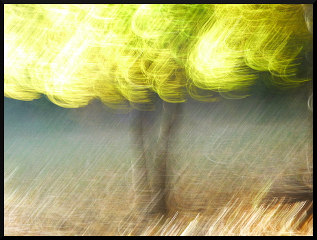 Arbres flous au Parc de Charance (Gap)