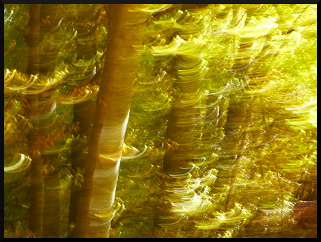 Forêt d'automne, forêt floue