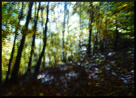 Forêt d'automne, forêt floue