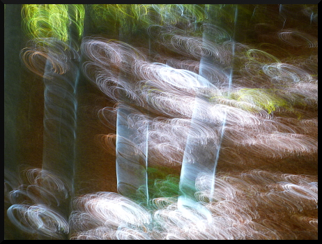 Beaux arbres, douces lumières, jolis dessins