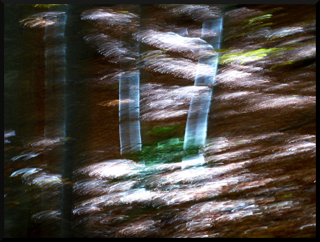 Beaux arbres, douces lumières, jolis dessins