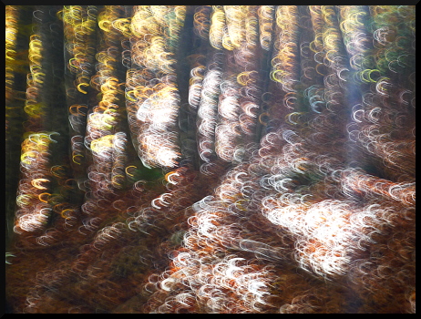 Beaux arbres, douces lumières, jolis dessins