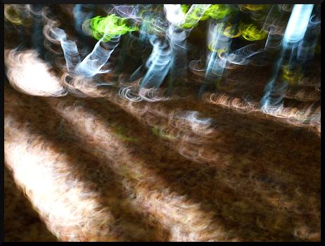 Beaux arbres, douces lumières, jolis dessins