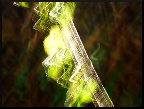 Vibrations forestières - Feuillages et lumières