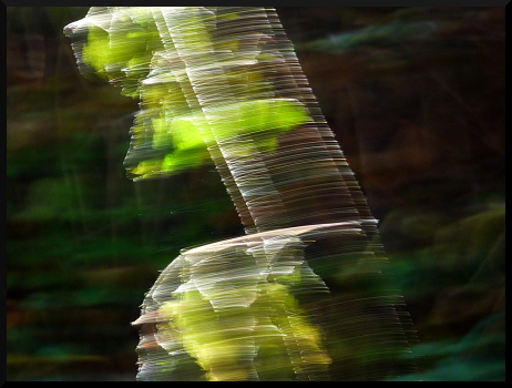 Vibrations forestières - Feuillages et lumières