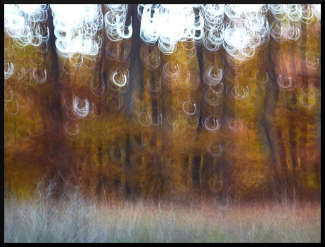 Vibrations forestières - Feuillages et lumières