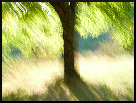 L'hommage au tilleul des Baronnies