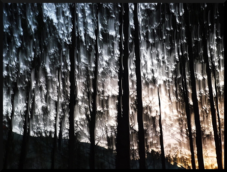Forêt