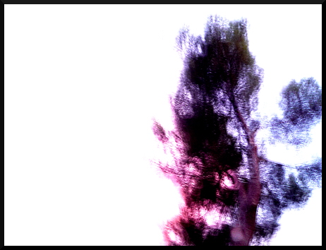 Arbres flous au crépuscule