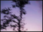 Arbres flous au crépuscule