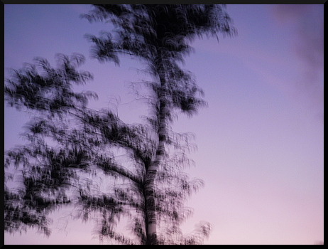 Arbres flous au crépuscule