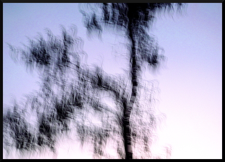 Arbres flous au crépuscule