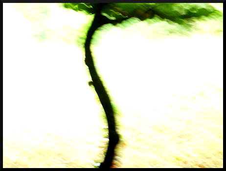 Arbre flous - La solitude de l'arbre