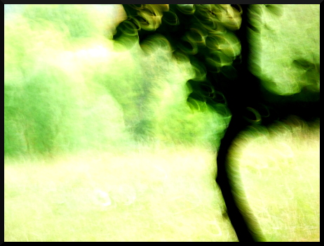 Arbre flous - La solitude de l'arbre