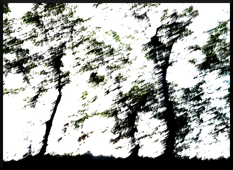 Arbres flous - Fantaisies graphiques