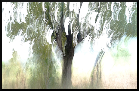 Arbres flous - Fantaisies graphiques