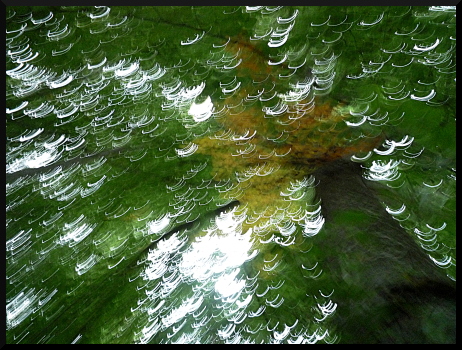 Arbre flou isolé
