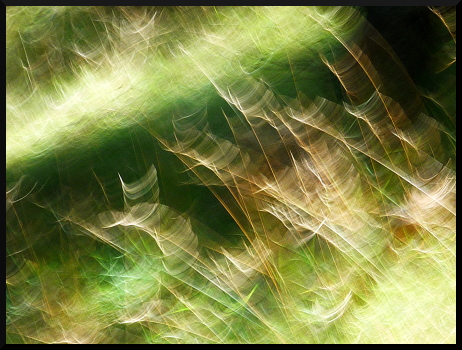 Herbes floues