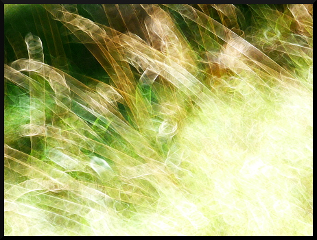 Herbes floues