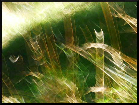 Herbes floues