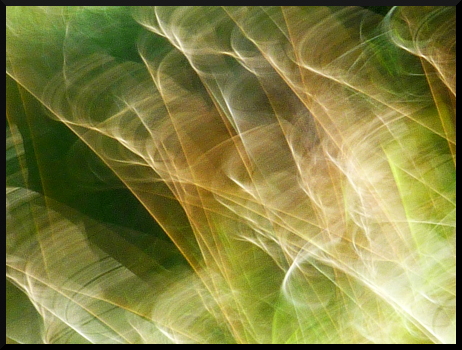 Herbes floues