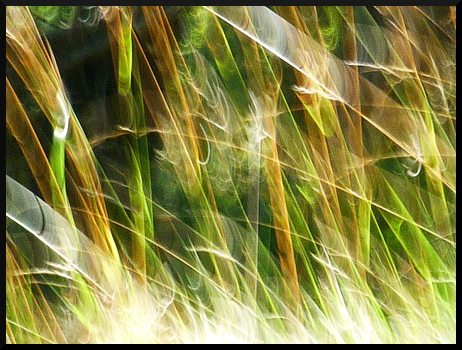 Herbes floues