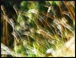 Herbes floues