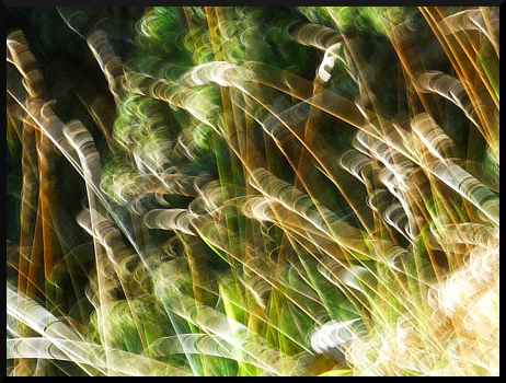 Herbes floues