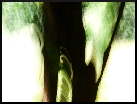 Arbres flous - Fantaisies graphiques