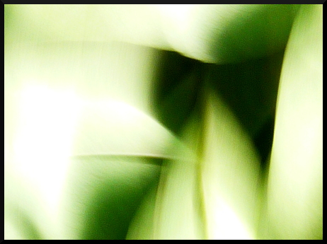 Arbres flous - Fantaisies graphiques