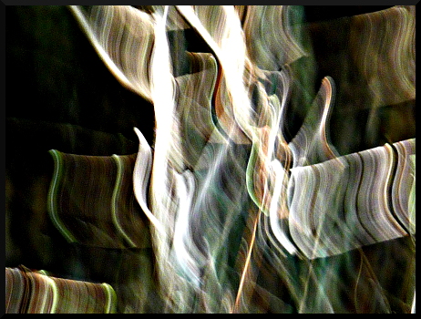 Arbres flous - Lumière