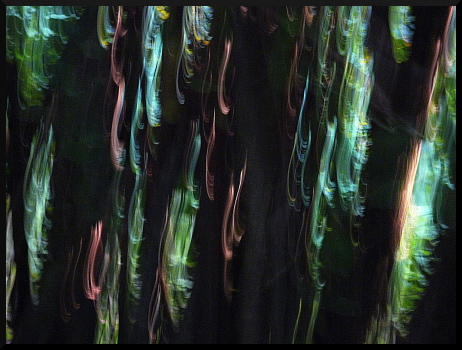 Arbres flous - Lumière