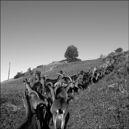 Elevage de chèvres - La Ferme des Cabrioles- Orcieres