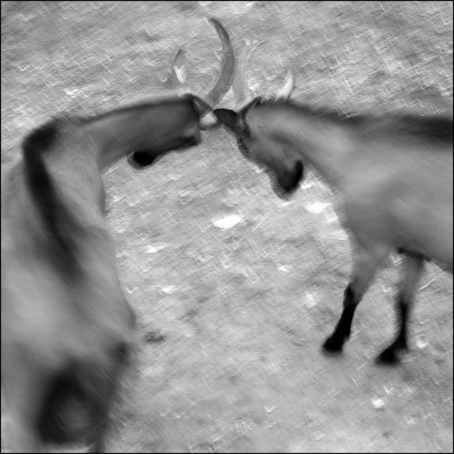 Elevage de chèvres - La Ferme des Cabrioles- Orcieres