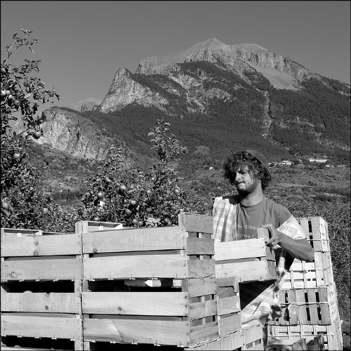 Pommes - Récolte - Chateauroux-les-Alpes