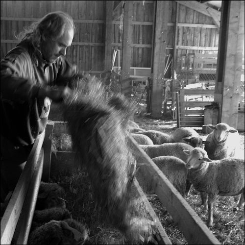 Moutons - Emeric Drouot - La Batie Neuve
