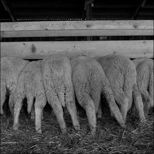 Moutons - Emeric Drouot - La Batie Neuve