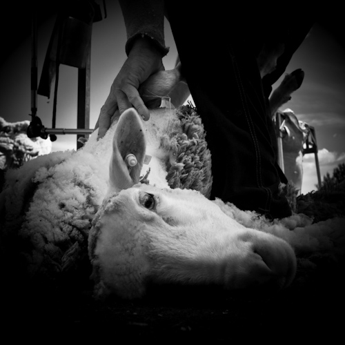 La tonte des moutons - Emeric Drouot