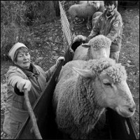 Moutons et chèvres - Transhumance