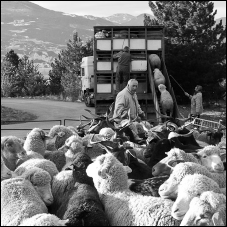 Moutons et chèvres - Transhumance