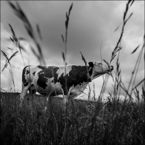Vaches laitières - Hautes-Alpes - Champsaur