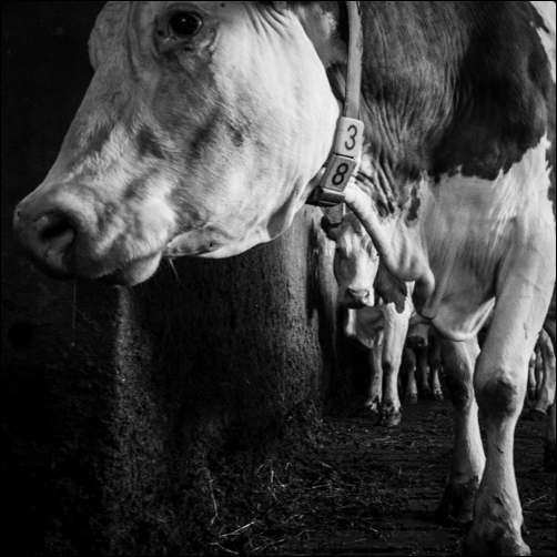 Vaches laitières - Hautes-Alpes - Champsaur