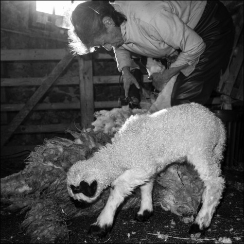 Tonte des moutons - Michèle Soubeyrand