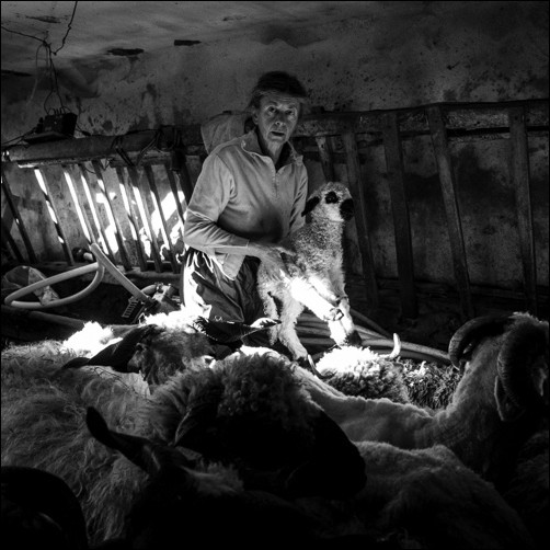 Tonte des moutons - Michele Soubeyrand