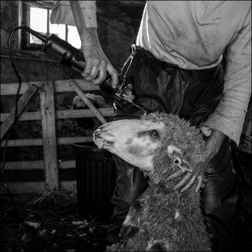Tonte des moutons - Michele Soubeyrand