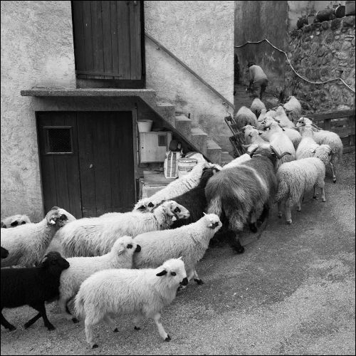 Moutons - Michele Soubeyrand - Bergère - Les Infournas