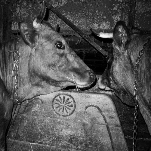 Ferme de Coste Joffre - Traite des Vaches - Champsaur
