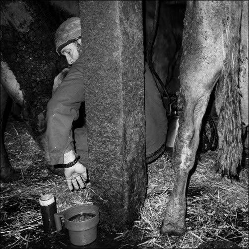 Ferme de Coste Joffre - Traite des Vaches - Champsaur