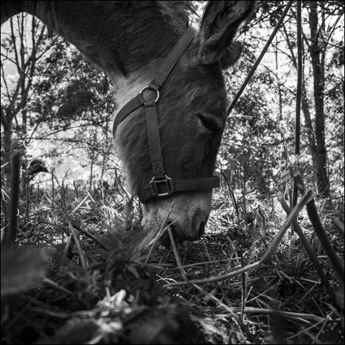 Portage avec des ânes - Champoleon - Denis Lebioda
